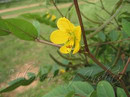 Image result for Senna occidentalis