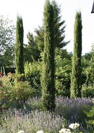 Mediterrane Pflanzen Perfekt Imitiert Mediterrane Pflanzen Mediteraner Garten Mediterraner Garten