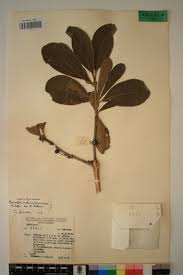 Image result for Pavetta schumanniana