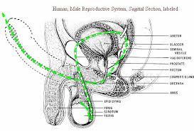 The Strange Circle In Kidney Channel Acupuncture Channel