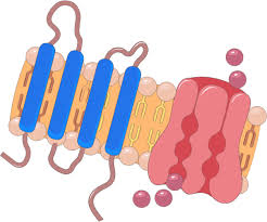 Oct 10, 2016 · stem cells ppt 1. Smart Servier Medical Art