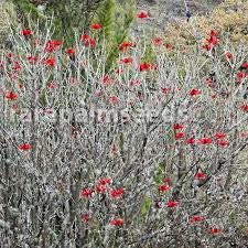 Image result for Erythrina × coddii