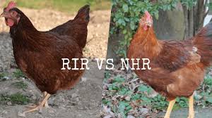 He created a chicken that is excellent for meat and a prolific layer of large, brown eggs. Rhode Island Red Vs New Hampshire Red Meyer Hatchery Blog