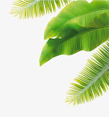 Green Leaves Green Leaf Background Leaf Drawing Beach Mural