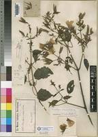 Image result for Mimulopsis solmsii