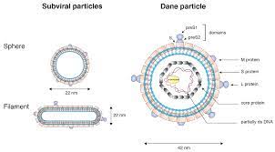 Hepatitis b immune globulin is a substance made from human blood samples that contain antibodies against the hepatitis b virus. Cells Free Full Text Hepatitis B Virus Entry Into Cells Html