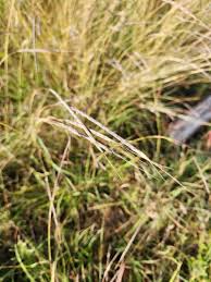 Image result for Sehima