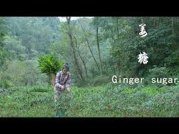 山间黄姜全身都是美味 做了姜糖酸姜和辣姜ginger sugar youtube food garden types of desserts ginger