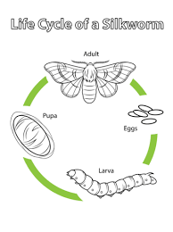 We did not find results for: 33 Silkworm Ideas Silkworm Life Cycles Silkworm Life Cycle