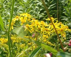 Image result for Senecio laticorymbosus