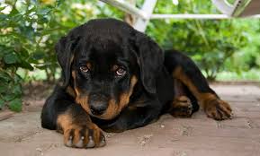 Rottweiler in dogs & puppies for sale. Rottweiler Dog Quotes Quotesgram