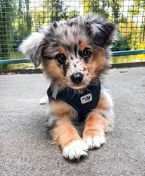 Dog Berger Australien Chien Sur Instagram Like Si Tu Le Trouve Mignon Tag Des Amis Baby Animals Pictures Super Cute Puppies Cute Dogs And Puppies