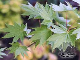 Check spelling or type a new query. Acer Shirasawanum Jordan From Burncoose Nurseries