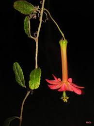 Image result for Pavonia senegalensis
