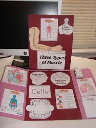 Jetzt zum kostenlosen download ✅ ohne registrierung!. Cycle 3 Human Body Lapbook Humanbodysystem Human Body System Health Human Body Lapbook Human Body Science Human Body Unit Study