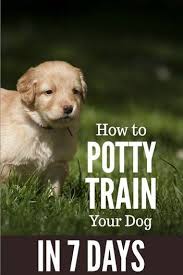 How To Potty Train A Dog In 7 Days With Images Potty Training Puppy House Training Puppies Training Your Puppy