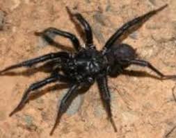 Common Spiders Found In Central Oregon Osu Extension Service