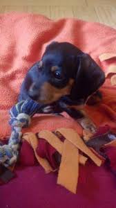 Like many hounds, this breed is also very intelligent and does well with mental challenges and puzzles. Adorable Purebred Mini Dachshund Puppies For Sale In Dundee New York Classified Americanlisted Com