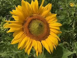 Vincent Van Gogh Sonnenblumen Kaffeetassen Fur Die Beste Laune Vincent Van Gogh Sonnenblumen Van Gogh Sonnenblumen Vincent Van Gogh