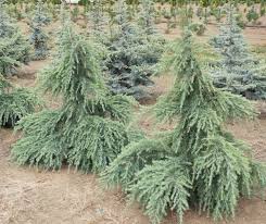 Plants are said to live for up to 600 years in the wild227. Feelin Blue Weeping Deodar Cedar New Life Nursery
