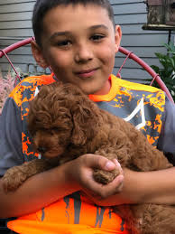Jill x Tippy, Petite Goldendoodles, Ready 7/16/22