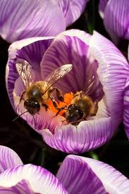 Check spelling or type a new query. Care Of My Happy Bees This Is So Beautiful Bee Bee Garden Save The Bees