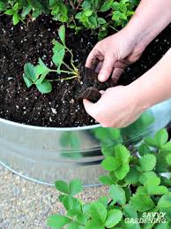Air pruning nursery pots produce trees and shrubs with better root systems. Growing Strawberries In Pots And Baskets How To Plant Grow Winterize