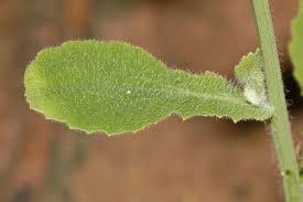 Image result for Emilia abyssinica