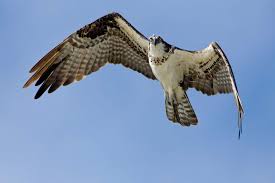Red-Tailed Hawk Identification, All About Birds, Cornell Lab Of Ornithology