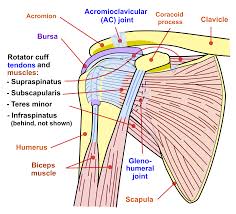 Image result for Subacromial Space Injection