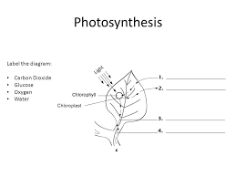 How to create a photosynthesis diagram creating a photosynthesis diagram is fairly simple and straightforward as long as you understand how the process works. Photosynthesis Label The Diagram Carbon Dioxide Glucose Oxygen Water Ppt Video Online Download