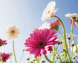 Red gerbera daisy with dark center. Gerbera Daisies Wallpapers Wallpaper Cave