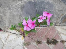 Image result for Cynanchum doleriticum