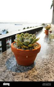 Pietra fiore di loto pianta Foto stock - Alamy