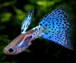 Aquarium Industries - Care Sheets for Tropical Fish Species
