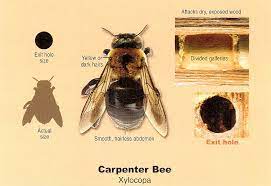 Secondly, bumble bees are pretty good horticultural animals to have. Guide To Carpenter Bee Prevention And Treatment Wefixloghomes