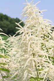 Goatsbeard definition, any of several composite plants of the genus tragopogon, especially t. Goatsbeard Aruncus Dioicus Pollen Grains Reference Library
