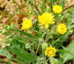 Image result for Crepis