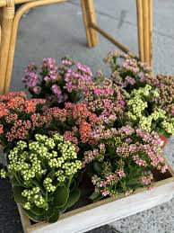 Image result for Kalanchoe rosalina