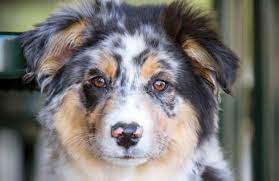 Australian Shepherd