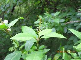 Image result for Croton dichogamus