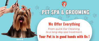 Then, why don't you organize a relaxing pet spa day at home? Dog Grooming Near Me Pet Grooming Services In Jaipur Pet Grooming Online In Jaipur
