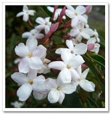 Familiar With Jasmine Flowers Beautiful Flowers Garden Jasmine Flower Jasmine Plant
