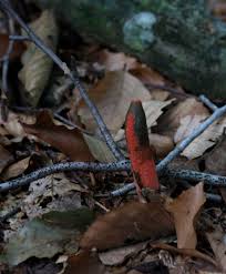 Image result for Mutinus elegans