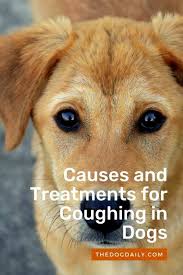 While kennel cough is more common among younger dogs, dogs of any age can be affected. Causes And Treatment Options For Coughing In Dogs