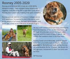 Best friend pet adoption raleigh nc. Best Friend Pet Adoption Bfpa Rescue Twitter