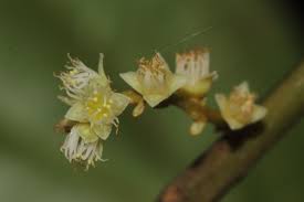 Image result for Anisophylleaceae