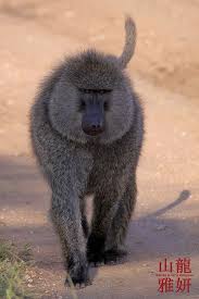 Struttin Olive Baboon Serengeti National Park Tanzania Monkey Species African Animals Animals Wild