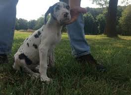 The great dane breed is enormous and easily recognisable! Great Dane Puppies For Sale For Sale In Tampa Florida Classified Americanlisted Com