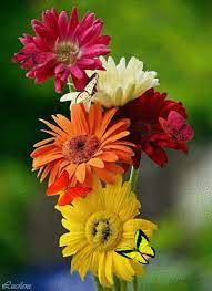 6580045 B0adc Gif 364 500 Flores Bonitas Cores De Flores Gerbera